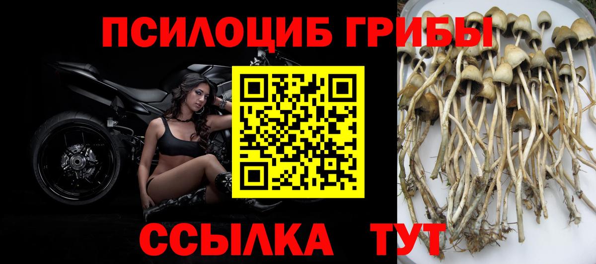 Псилоцибиновые грибы Psilocybine cubensis Арсеньев
